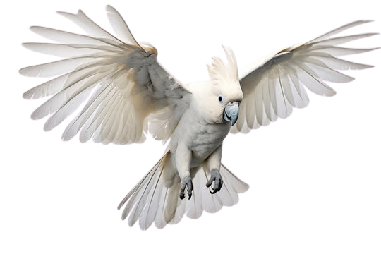 Cockatoo Parrot For Sale