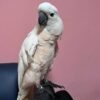 white cockatoo parrot for sale