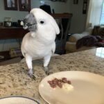 Umbrella Cockatoo Parrots for Sale