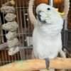 Galah cockatoo parrots for sale