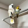 White Cockatoo Parrot for Sale