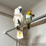 White Cockatoo Parrot for Sale