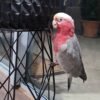 cheap cockatoos parrots for sale near me