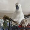 cockatoo parrots for sale near me