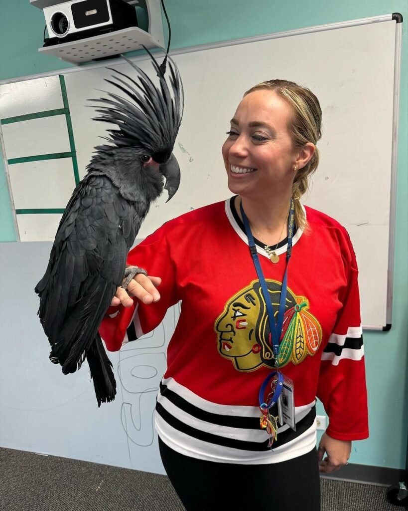 Lifetime Support for cockatoo Owners