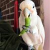 Black Cockatoos parrots for sale