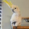 Galah cockatoo parrots for sale