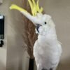 Galah cockatoo parrots for sale