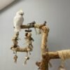 cockatoo birds for sale