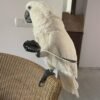 Philippine Cockatoo parrots for sale