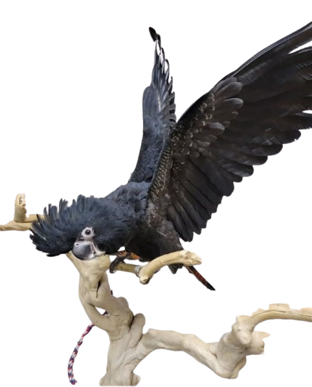 Cockatoo Parrot For Sale