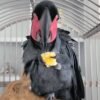 cockatoo birds for sale near me