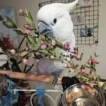 Cockatoo Parrots for Sale