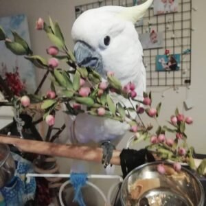 Cockatoo Parrots for Sale