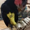 male cockatoo parrots for sale