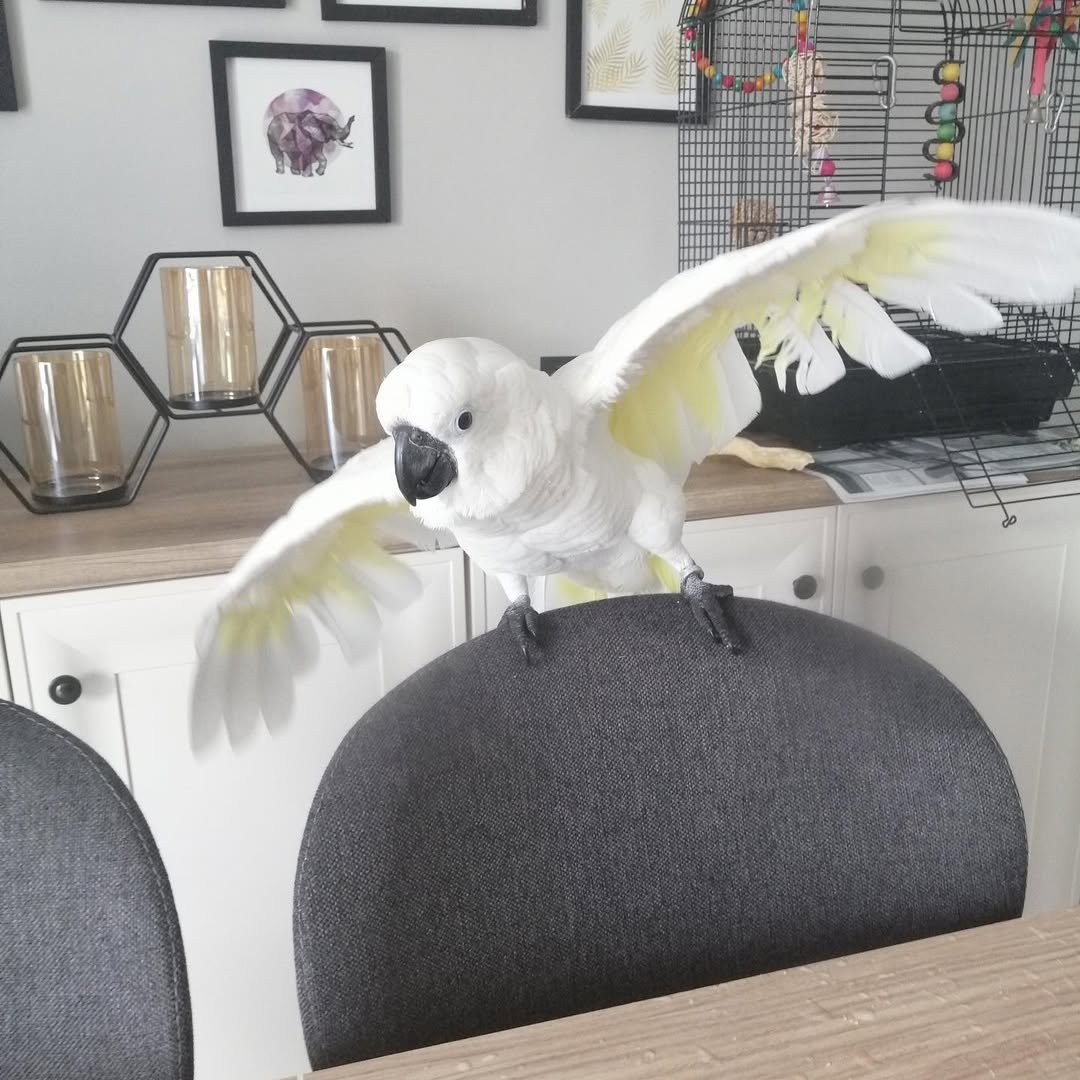 Cockatoo