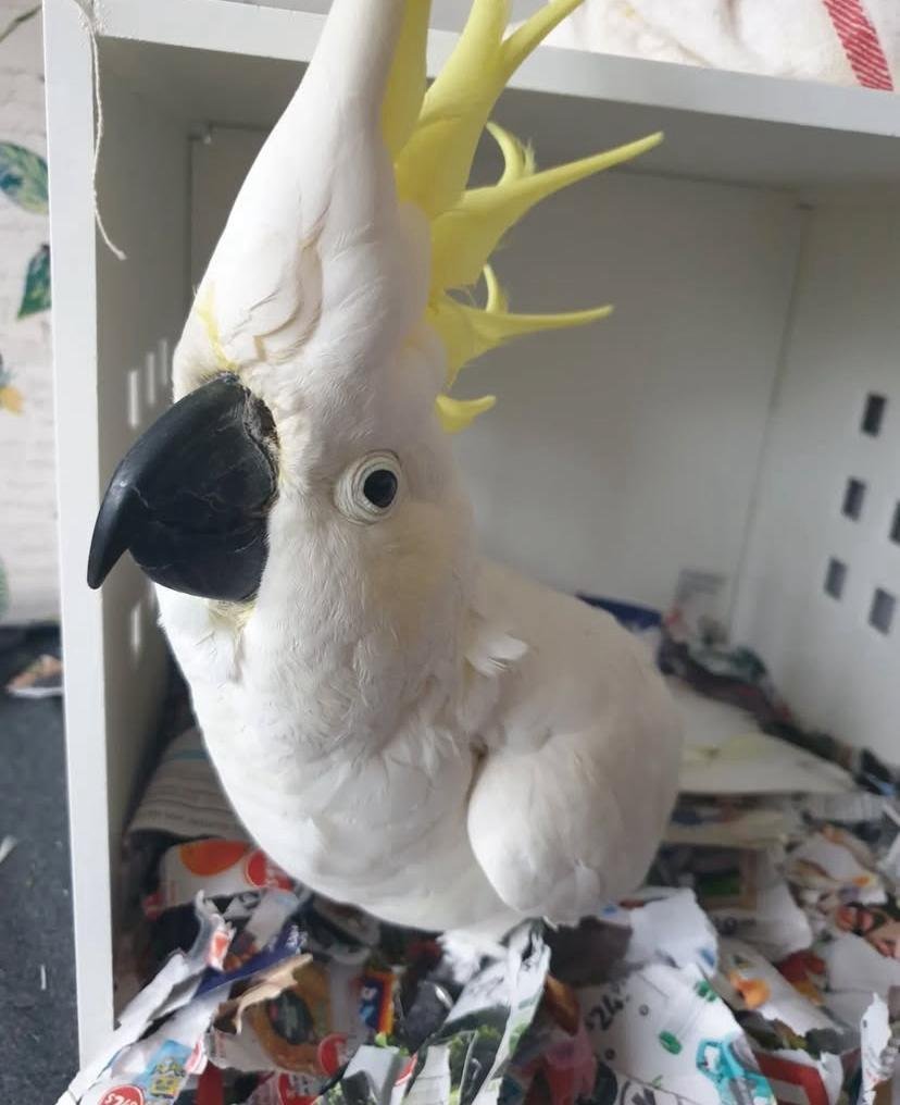 Cockatoo