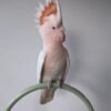 Galah Cockatoo Birds for Sale Online