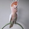 Galah Cockatoo Birds for Sale Online