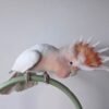 Galah Cockatoo Birds for Sale Online