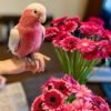 Cockatoos for sale