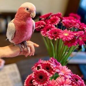 Cockatoos for sale