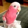 Tanimbar Corella Cockatoo Parrots for Sale