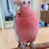 Find Local Galah Cockatoo for Sale