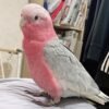 Find Local Galah Cockatoo for Sale