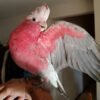 Glossy Black Cockatoo Parrots for Sale