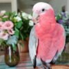 Glossy Black Cockatoo Parrots for Sale