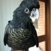 Major Mitchells Cockatoo Parrots for Sale