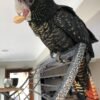 Major Mitchells Cockatoo Parrots for Sale