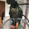 Major Mitchells Cockatoo Parrots for Sale