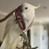 cockatoo for sale near me