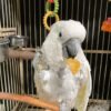 Cockatoo for Sale Ireland