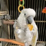 Cockatoo for Sale Ireland