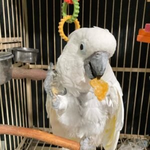 Cockatoo for Sale Ireland