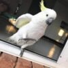 Cockatoo For Sale Near Me