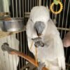 cockatoo for sale ireland