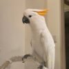white cockatoo for sale near me