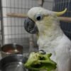 umbrella cockatoo for sale near me