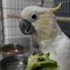 umbrella cockatoo for sale near me