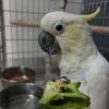 umbrella cockatoo for sale near me