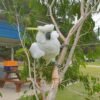 Moluccan Cockatoo Parrots for Sale