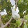 Moluccan Cockatoo Parrots for Sale