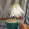 Moluccan Cockatoo Parrots for Sale