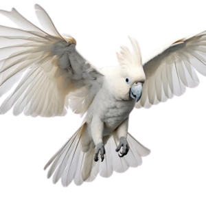 Cockatoos in Delaware