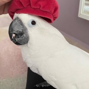 Cockatoos for Sale Wyoming