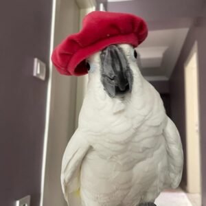 Cockatoos in Kentucky